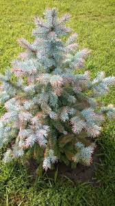 Check spelling or type a new query. Browning Newly Planted Blue Spruce