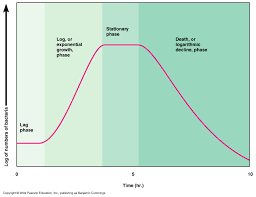 Growth Curve Of Bacterial Growth In Phases Microbial Growth