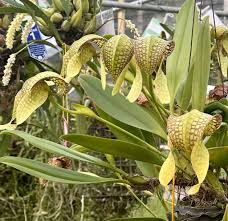 Image result for Bulbophyllum stolzii