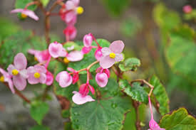 Image result for Begonia gentilii