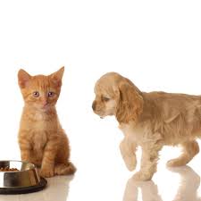 Denizli Pet Home Facebook