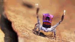 Meet the australian peacock spider with incredible dance moves, this amazing spider is indeed one of who is the better dancer? Peacock Spider Gif Animals Amazing Jumping Spider Incredible Creatures
