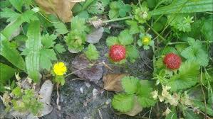 Image result for Duchesnea indica