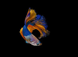Learn everything you want about betta with the wikihow betta category. Blue And Orange Betta Fish On Black Background Stock Photo