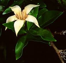 Image result for Triainolepis sancta