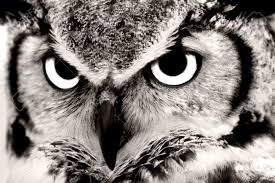 Black And White Owl Tattoo Black And White Great Horned Owl Closeup Black And White Owl White Owl Tattoo Owl Photography