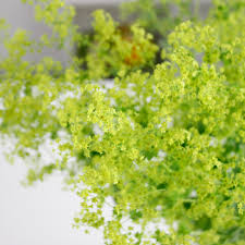 アルケミラ ロブスター