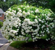Never allow the fertilizer to touch the leaves of the plant as this can be damaging to the leaves. Paniculata Hydrangeas Peegee Family Plant Addicts