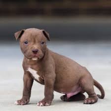 Red nose pitbull puppies for sale indiana. Red Nose Pitbull Puppies For Sale Near Me Thaipoliceplus Com