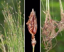 Image result for Eleocharis atropurpurea
