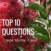 Originally from china, crape myrtles are truly beautiful trees. 1