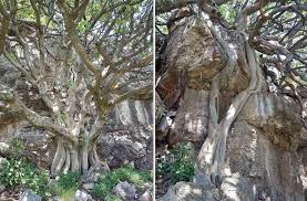 Image result for Hibiscus subreniformis