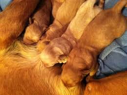 Outstanding boston terrier puppies for sale oregon, oregon city. Akc Fox Red Labrador Pups Ready For Christmas For Sale In Oregon City Oregon Classified Americanlisted Com