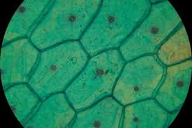 Maybe you would like to learn more about one of these? Animal Or Plant Cell