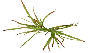 Image result for Microchloa
