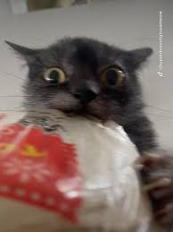 Chupie the Chupacabra