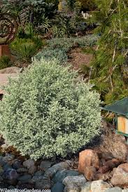 Image result for Vepris sansibarensis