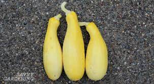 How aluminum around zucchini stems prevents borer. Prevent Squash Vine Borers Organically