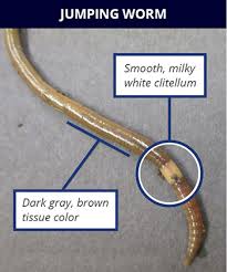 Mature jumping worms are between four and five i. Invasive Jumping Worms Confirmed In Peoria County