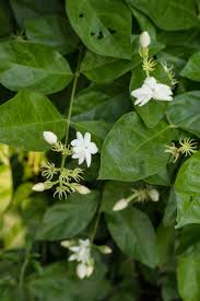 Jasmine crossandra string(kanagambharam) flowers either together in a string or as separate strings have a special place for any occasions in the south indian culture. Jasmine Infused Water A Traditional Thai Drink Cooking With Nart