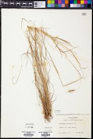 Image result for Dichanthium sericeum