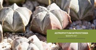 Image result for Biophytum richardsiae