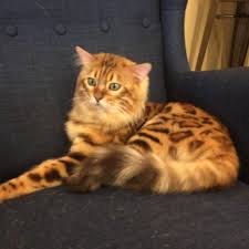 Elvira Luneva On Instagram Cashmere Bengal With Long Hair Bengalcashmere Cashmerebengal Cat For Sale Cat4sale قط C Bengal Cat Cat Background Cat Photo