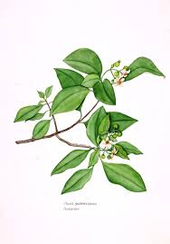 Image result for Clusiaceae