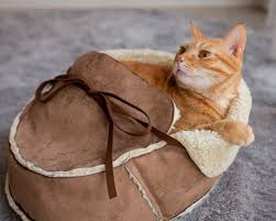 pin on kedi yavrulari