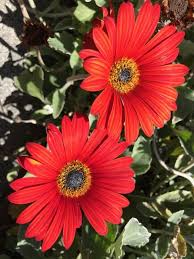 Image result for Osteospermum muricatum