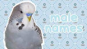 Male Names For Your Parrot Youtube