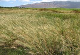 Image result for Leptochloa obtusiflora
