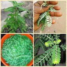 Image result for Phyllanthus mendoncae