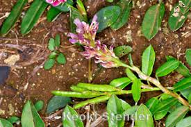 Image result for Alysicarpus zeyheri