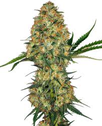 The sensi seed bank has over 30 years of experience in collecting and refining cannabis varieties to bring the best possible cannabis seeds to everyone. Sensi Seeds