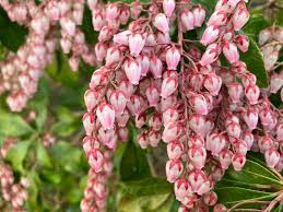 Image result for Pieris japonský obrázek