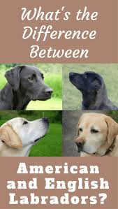 Useful Guide To Know The Difference Between American And English Labradors English Labrador Labrador Retriever American Labrador