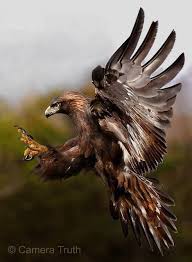 Pin Di Saim Colak Su Kus Ailesi Foto Di Uccelli Splendidi Uccelli Uccelli Esotici