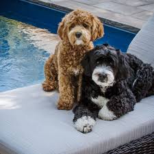 The mini bernedoodle is a hybrid dog that is a bernese mountain dog mixed with a miniature poodle. 5 Things To Know About Bernedoodle Puppies Greenfield Puppies