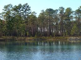 Campers are welcome at camel lake recreation area, wright lake recreation. Camping In Apalachicola National Forest Natural Atlas