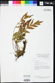 Image result for Asplenium hemitomum