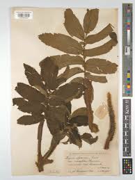 Image result for Hagenia