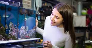 Akuarium modern paling sering dibuat dari kaca transparan atau kaca akrilik.penghuni umumnya termasuk ikan, tanaman, amfibi, dan invertebrata, seperti siput dan krustasea. Cara Merawat Air Aquarium Agar Tetap Bersih Dan Kinclong Ikanesia Id