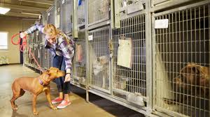 Explore other popular pets near you from over 7 million businesses with over 142 we board cats for short term or long term stays in specialized cat suites. Kennel Attendant Duties