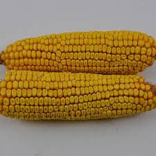 While the yield of the corn kernels will obviously vary by the size of the cob, a good rule of thumb is to assume you will get about ¾ cup per ear. Ear Corn