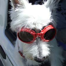 We did not find results for: Pet Transport Services Animalcouriers