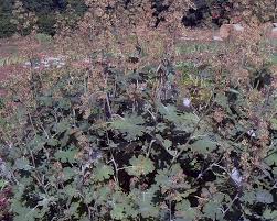 Image result for Macleaya