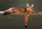 Somali Kittens for Sale - Adoptapet