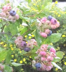 Blueberries need 1 to 2 inches of water per week. Blueberries On The Vine 13 By Cathy Lindsey Vines Blueberry Painting