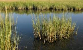 Image result for Paralepistemon shirensis